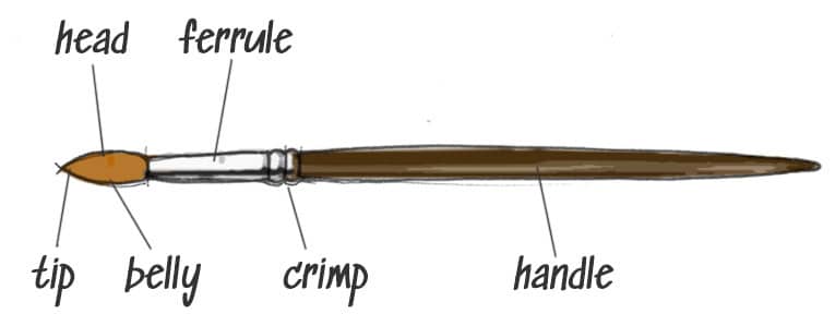 watercolor brush anatomy