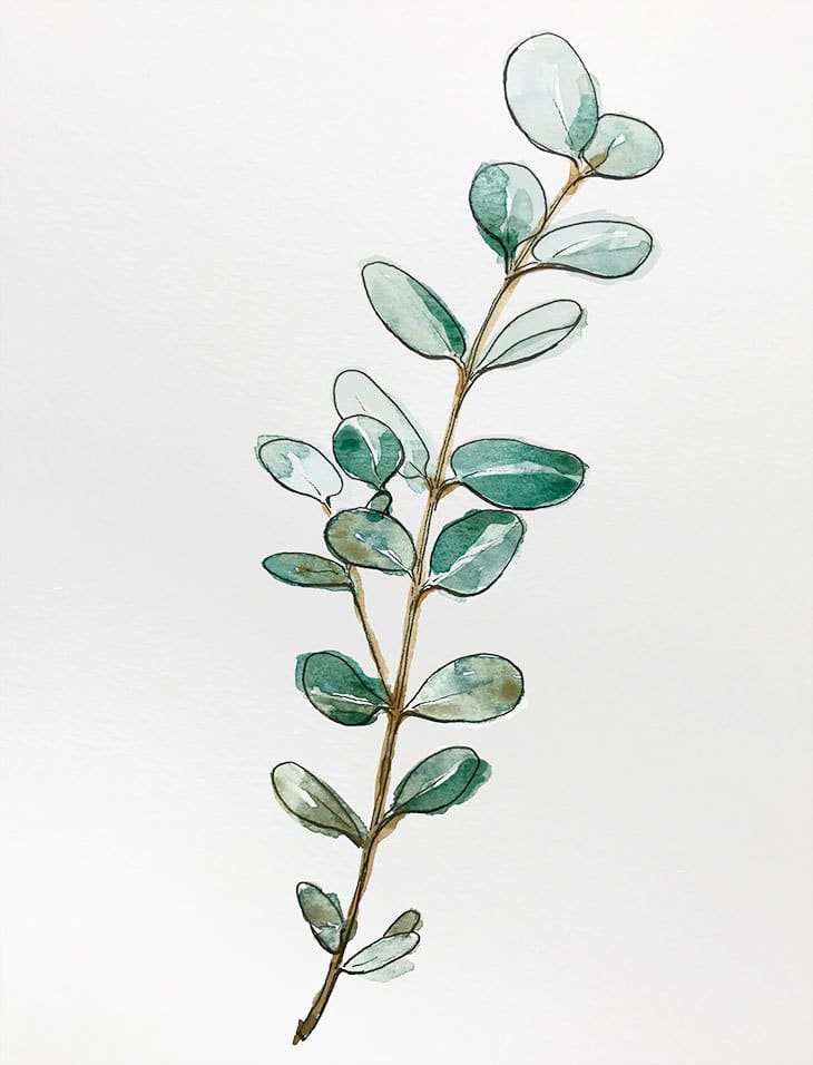 Beginners Line and Wash Eucalyptus Branch