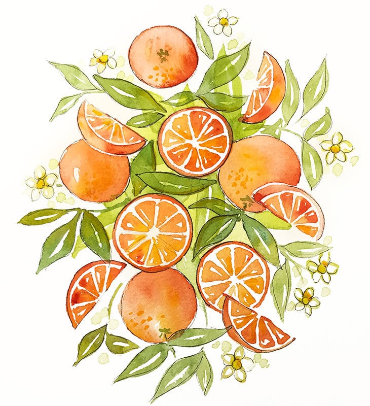 pen and ink watercolor oranges bouquet composition