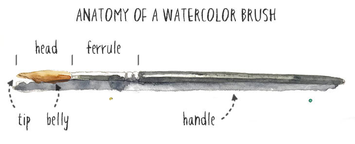 anatomy of a watercolor brush