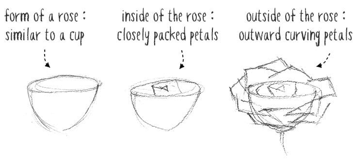 rose anatomy sketches