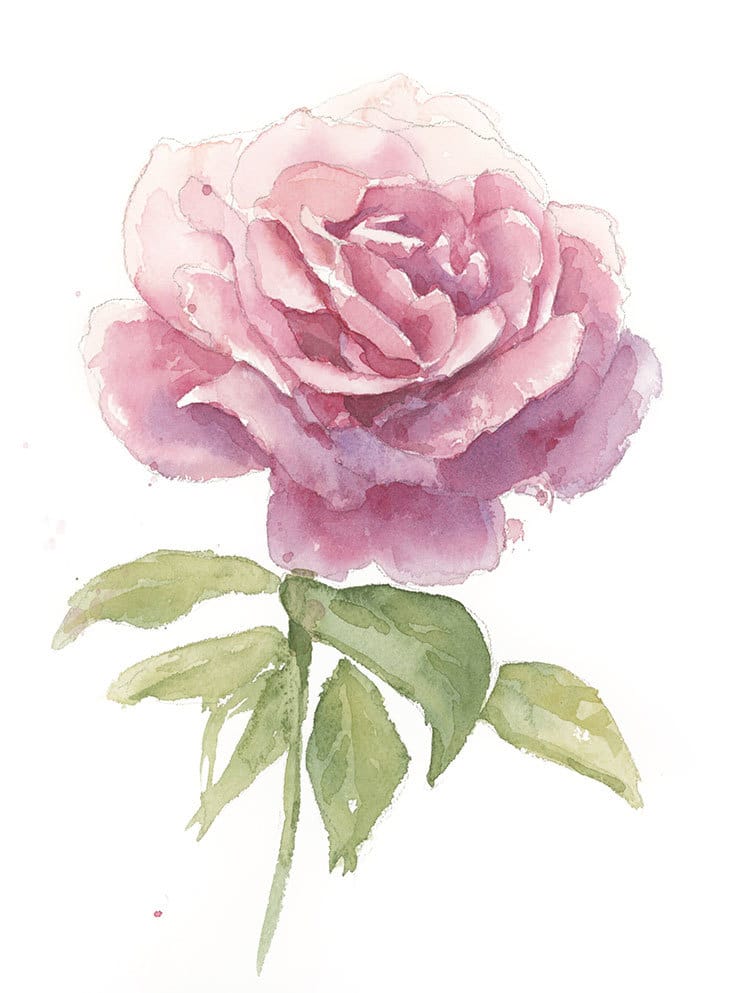 Watercolor Rose Paintings