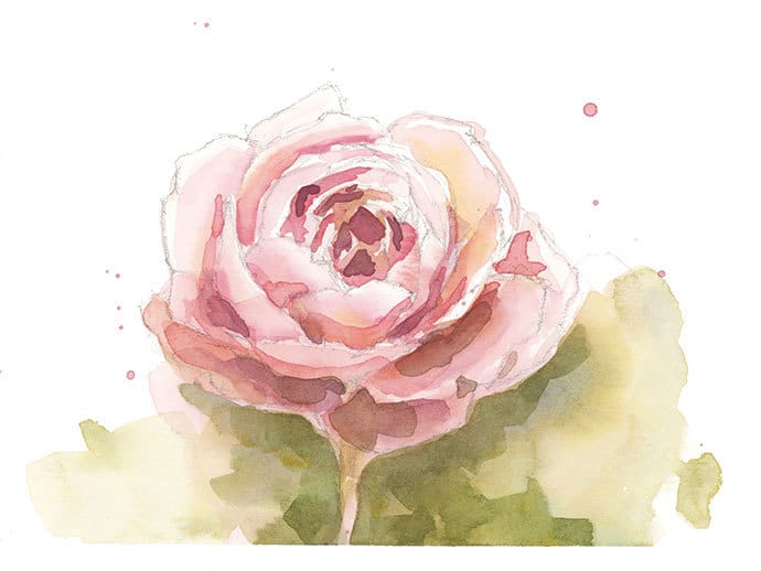 watercolor sketch of a rose