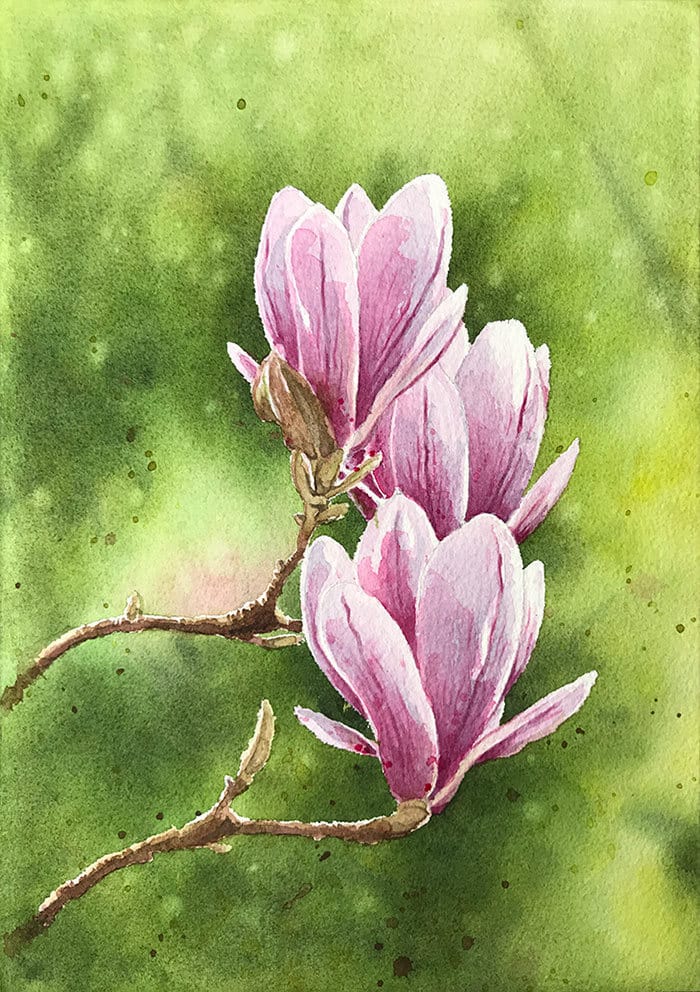 watercolor magnolia flowers finished painting