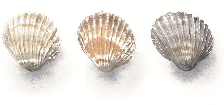 watercolor seashells painting