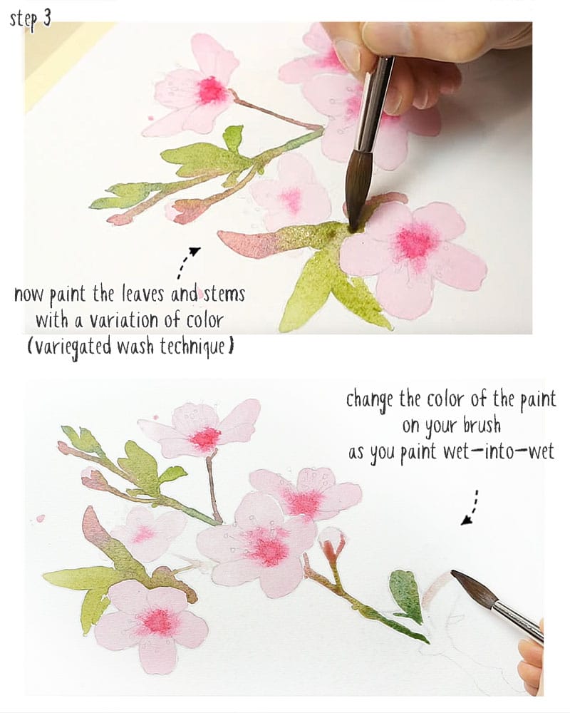 watercolor cherry blossom stage 02