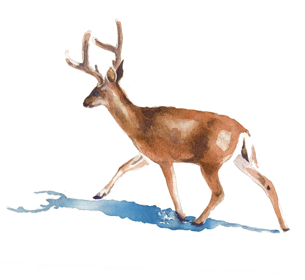 watercolor deer painting