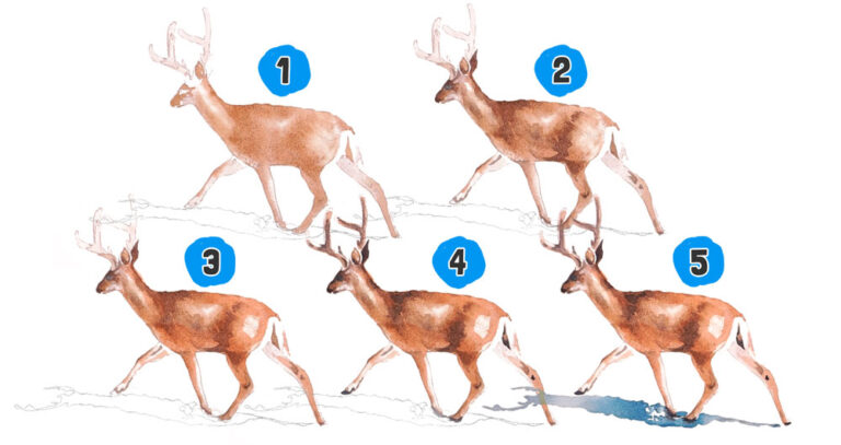 watercolor beginners clear step by step process