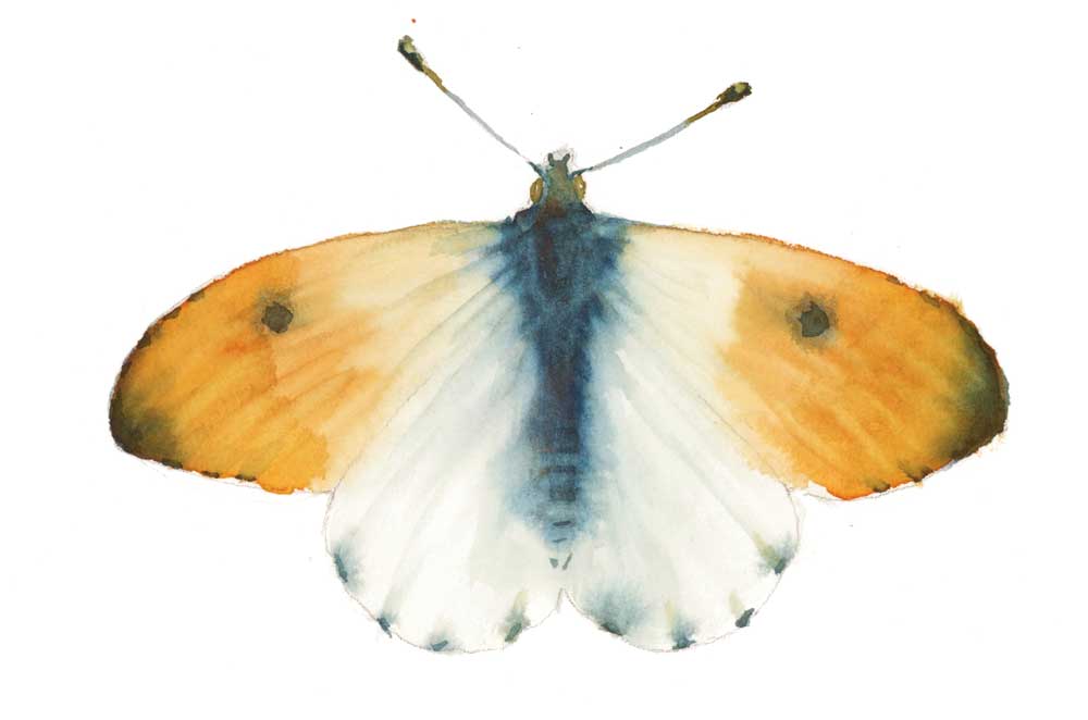 watercolor butterfly